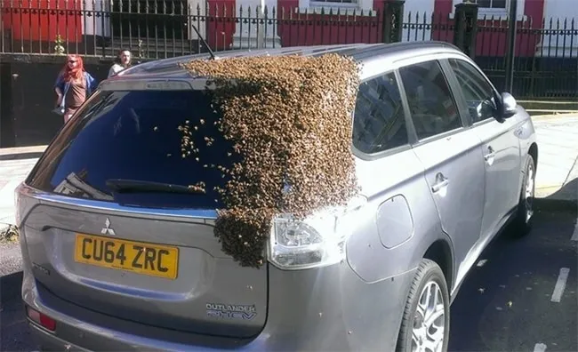 Bees to the Rescue of Their Queen