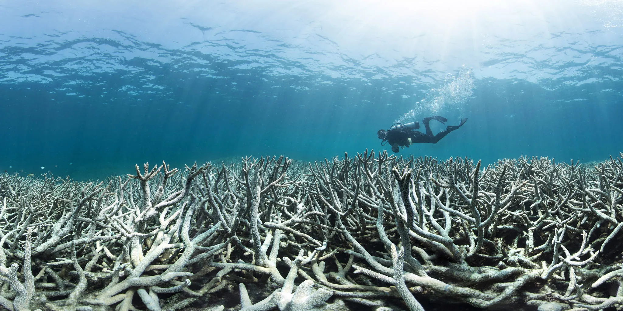 Colorless coral: How climate change is affecting the great barrier reef