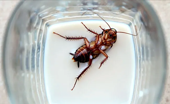 Cockroach Milk: the Next Superfood?