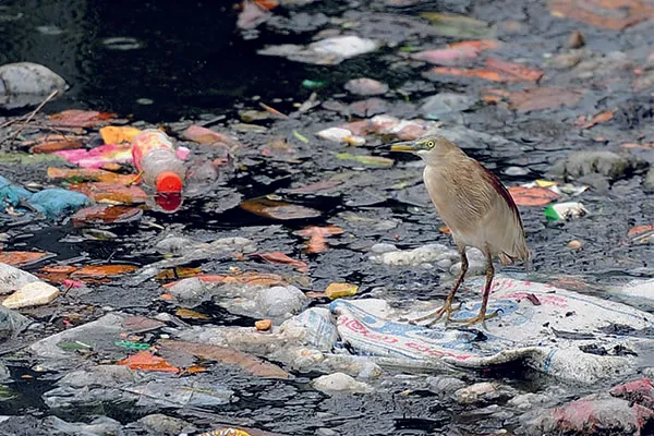 Eating Plastic or Krill: a Smelly Story for Birds