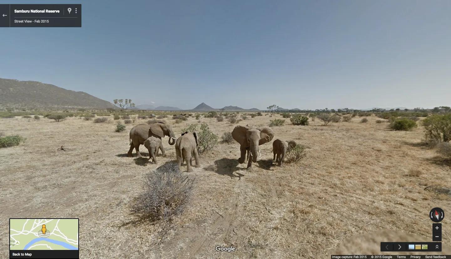 Experience a Real Safari, Google-Style