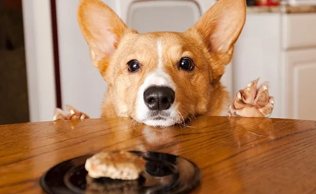 A Piece of Cake for Your Dog