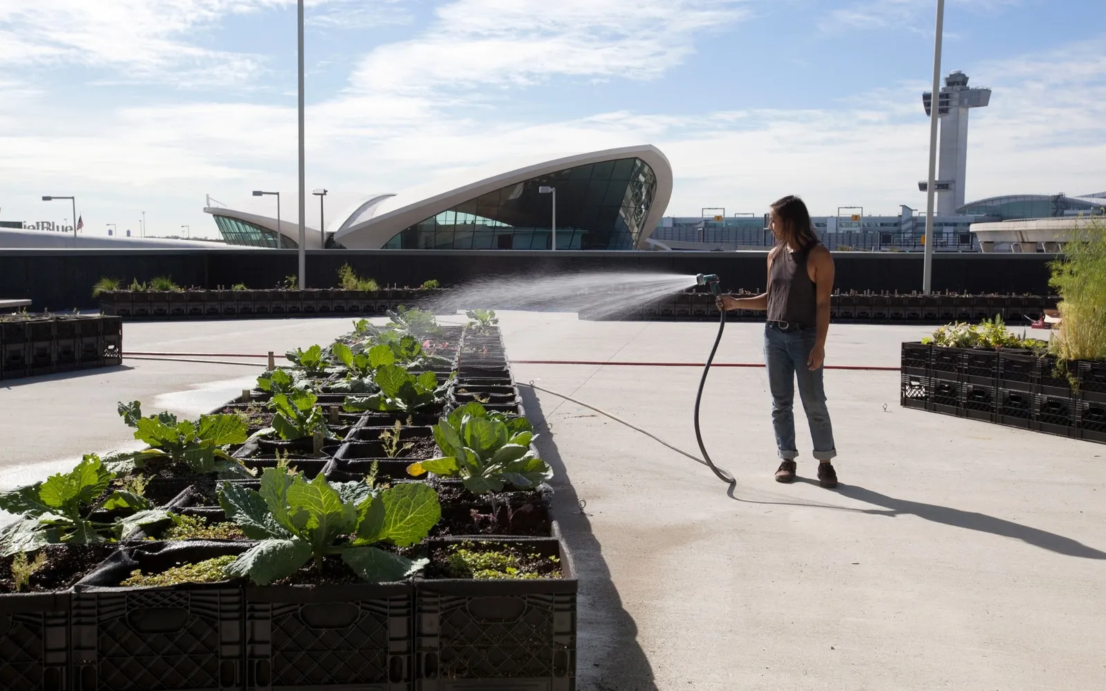 Growing Potatoes at JFK Airport