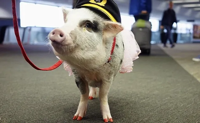 Lilou the Airport Pig Will Soothe Your Travel