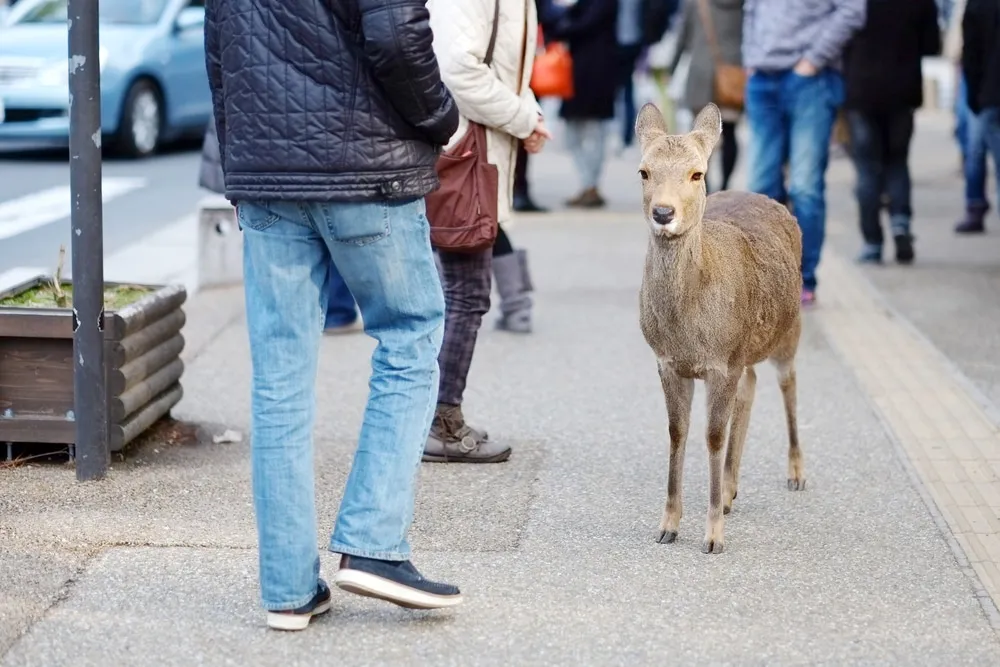 We Love Cities, so Do Wild Animals