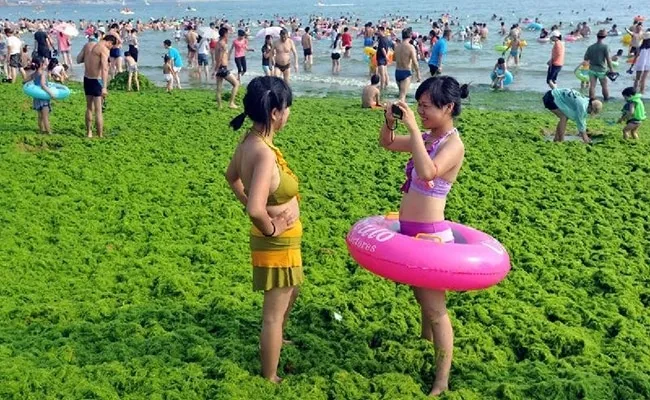 Your Next Sneakers Are Made of Algae