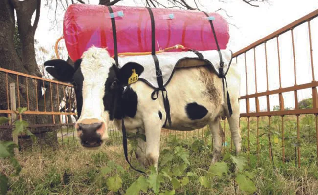 New Diets for Cows Can Stop Gas Emissions