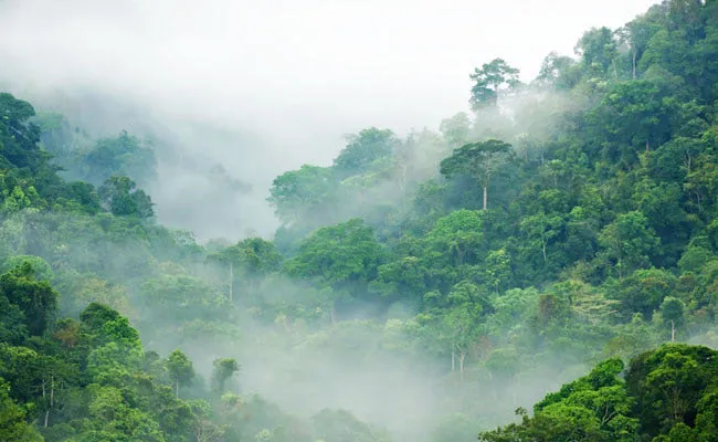 Rainforests Regrowth Boosts CO2 Capture