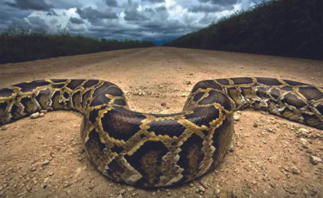 Reversing Evolution with a Legless Mouse