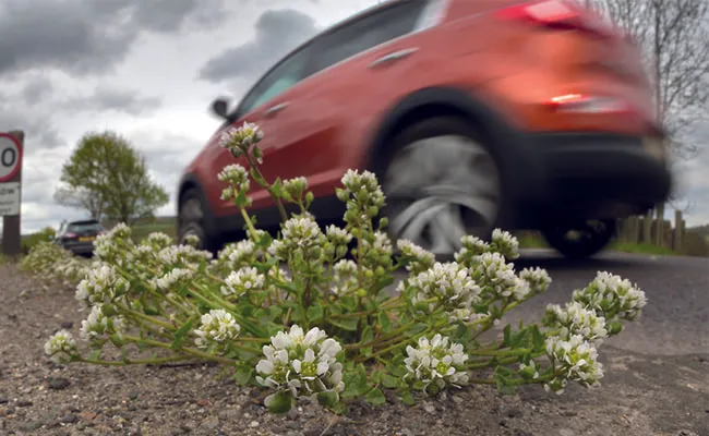 Sea Delicatessen Grow Along Highways