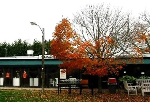 Streetlight Disrupts Seasonal Cycle of Trees