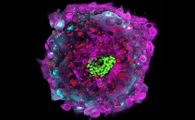 2016 - Human Embryo Lives 13 Days in Lab