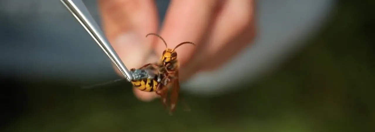 Animal Tsunami Alerts from Space