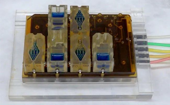 Female Menstrual Cycle on a Computer Chip