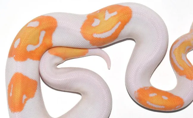 Meet the Emoji Snake