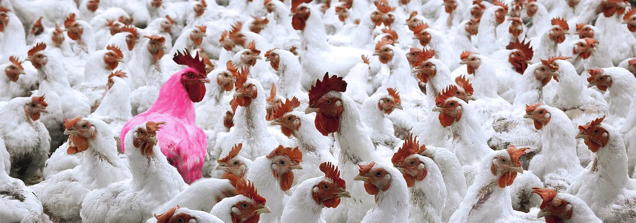 Pink GM Chicken Marks Anthropocene