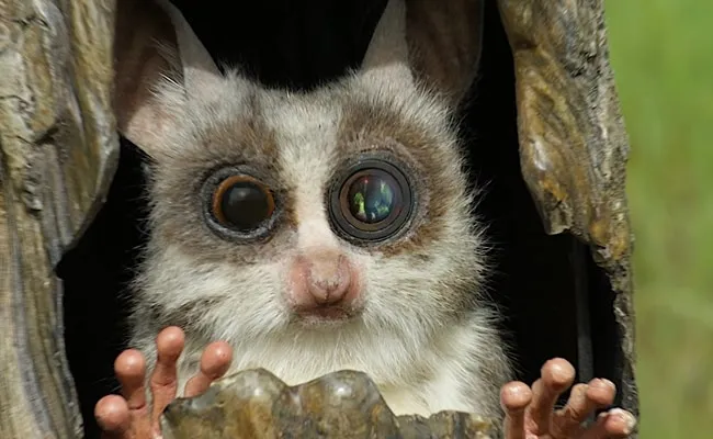 Robotic Animal Spies