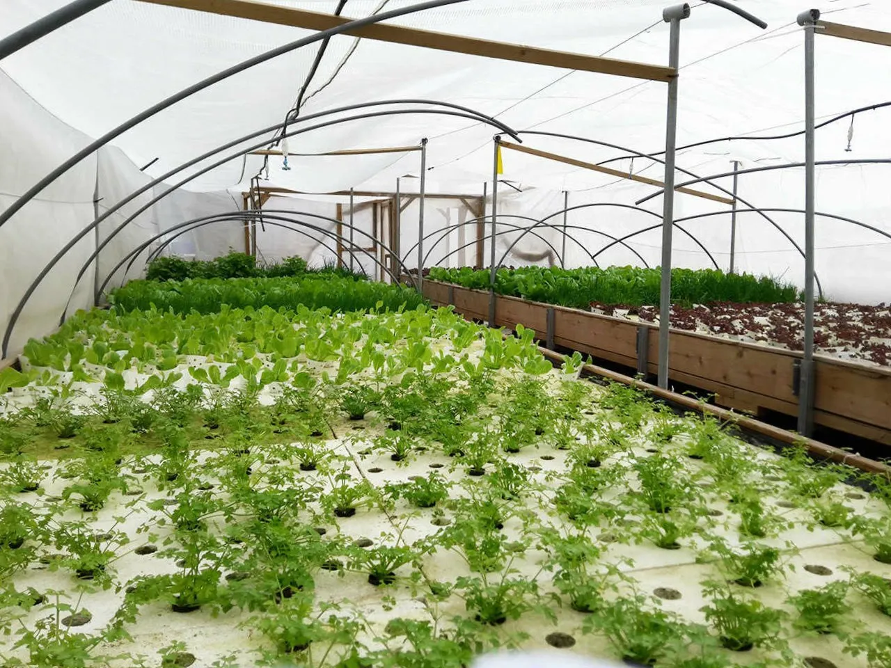 From Shopping Center to Urban Farm