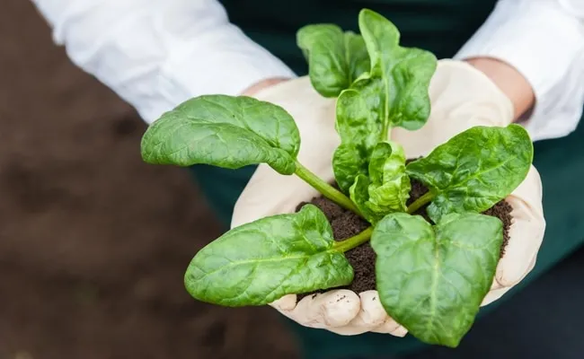 Using Spinach to Detect Explosives