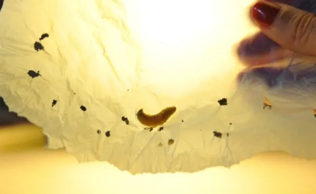 Plastic-Eating Worm Can Help Ease Pollution