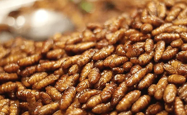 Why insects are not the new sushi