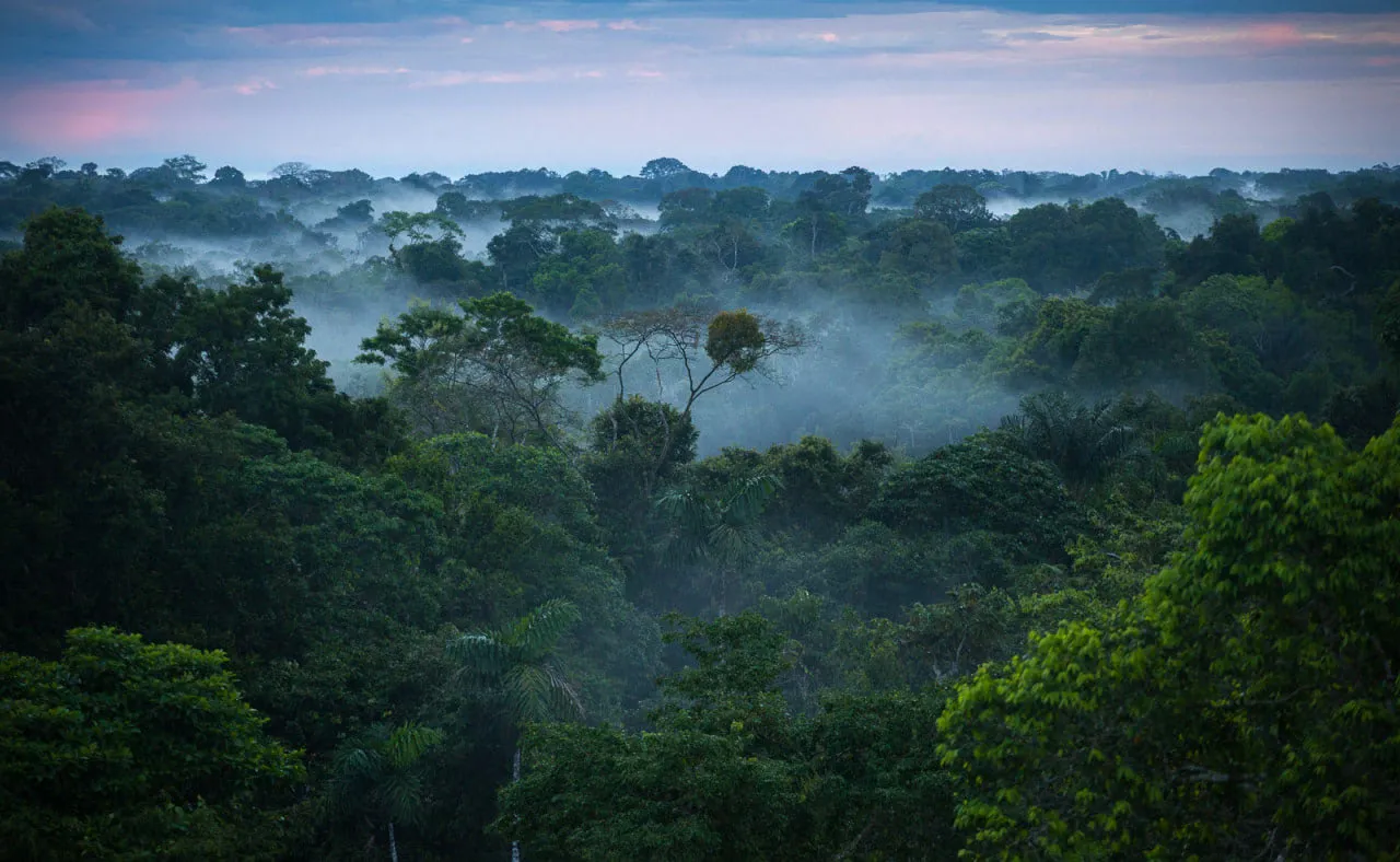 Smartphone app helps indigenous communities fight deforestation