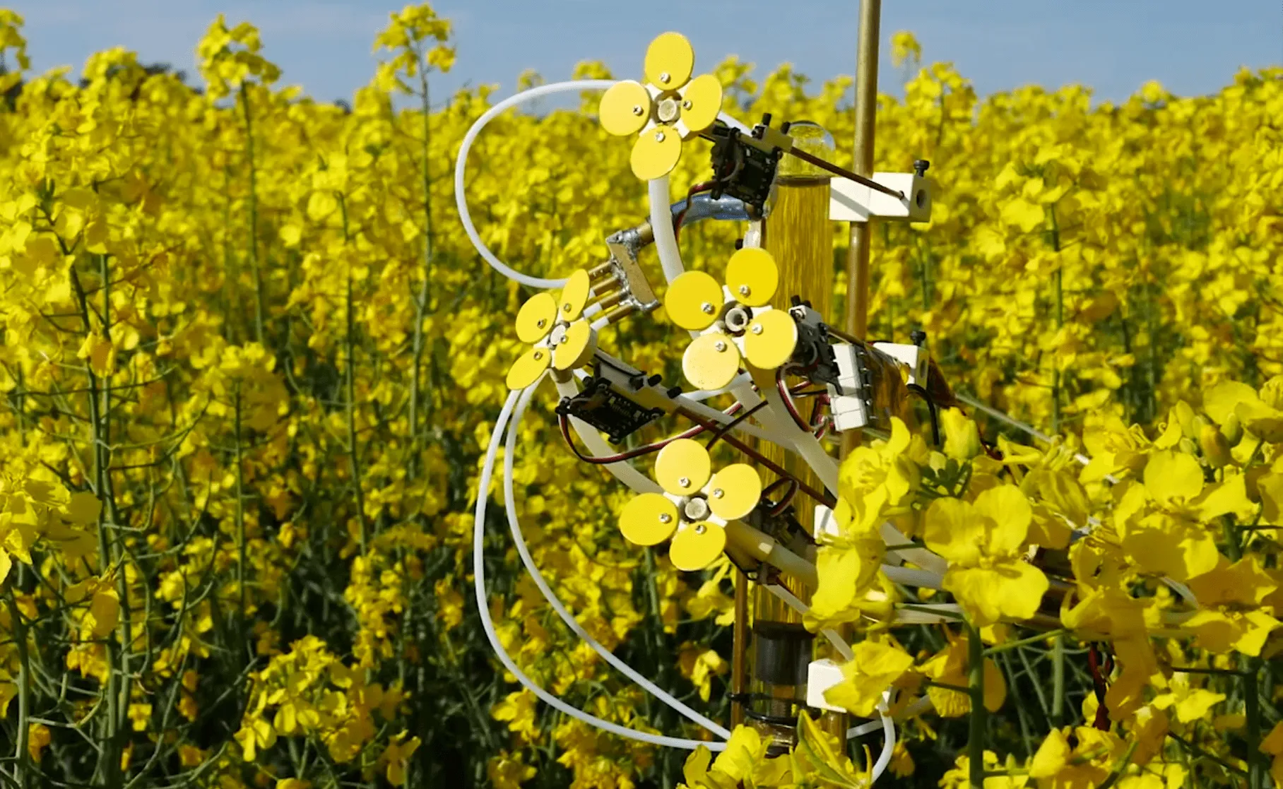 These robotic flowers are attracting bees
