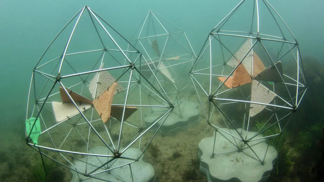 This artificial reef was just deployed in Sydney Harbor