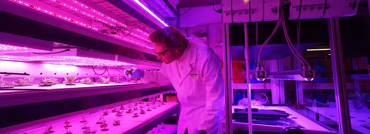 Genetically engineered plants do it better