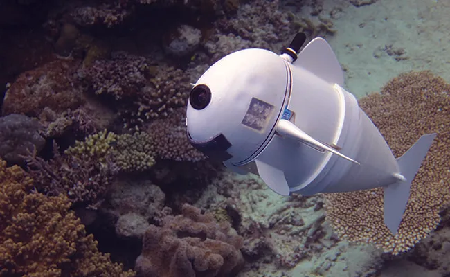 Watch this robot fish swim through the ocean
