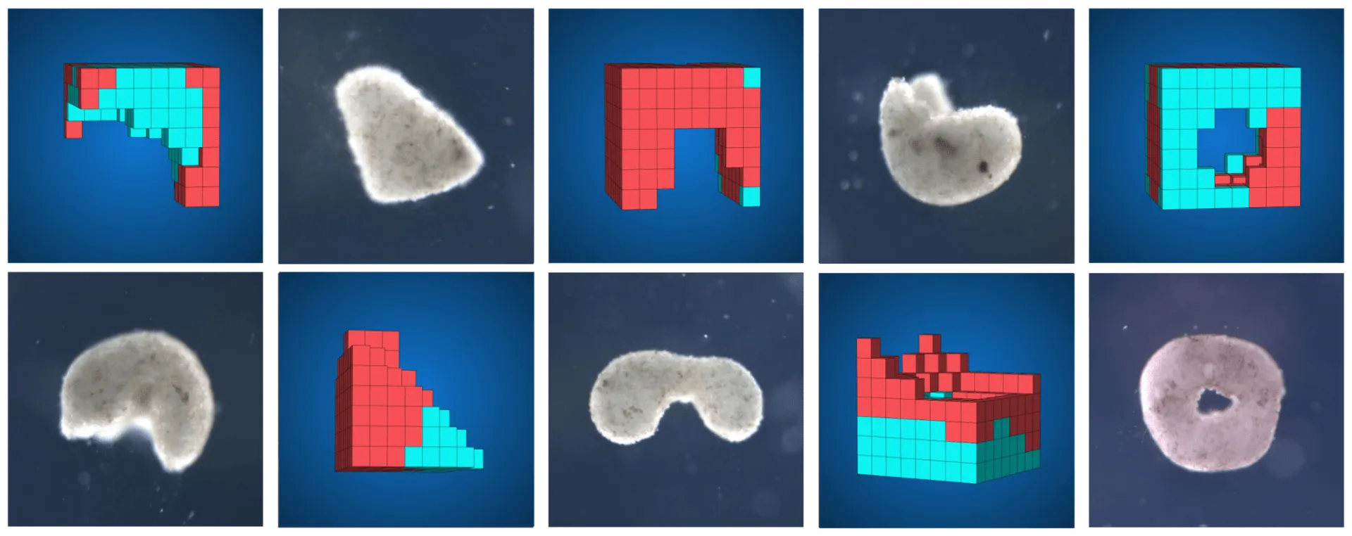 Living robots made from frog stem cells may revolutionize medicine