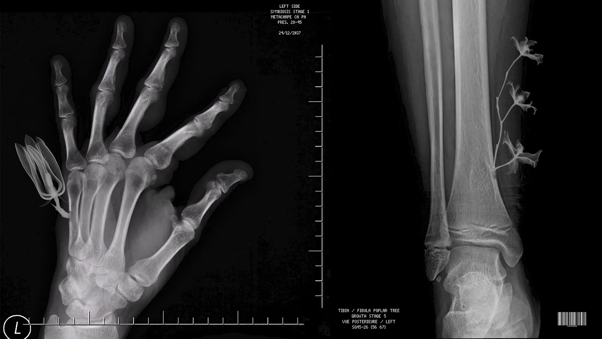 Next Generation: Exploring the vegetal cyborg with Marie Declerfayt