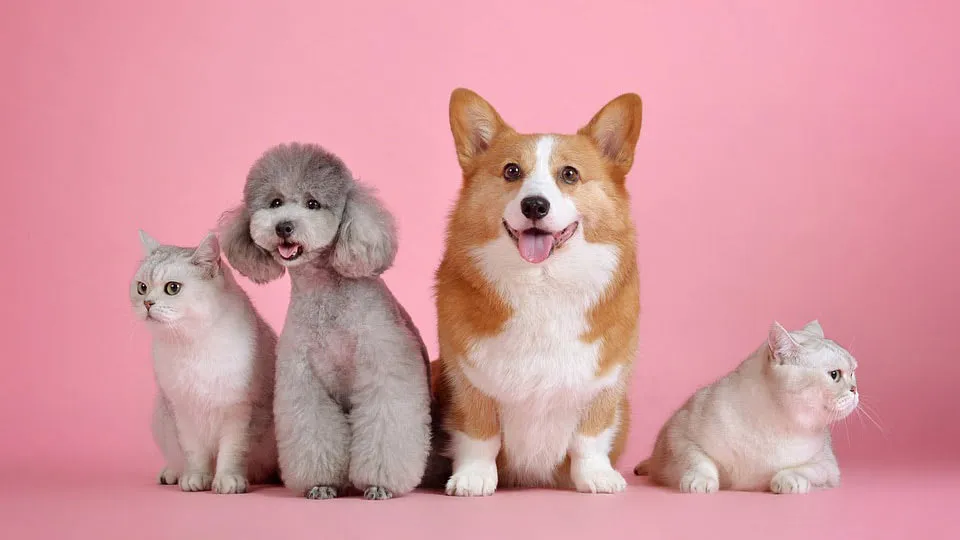 Why your pets can't spread the coronavirus