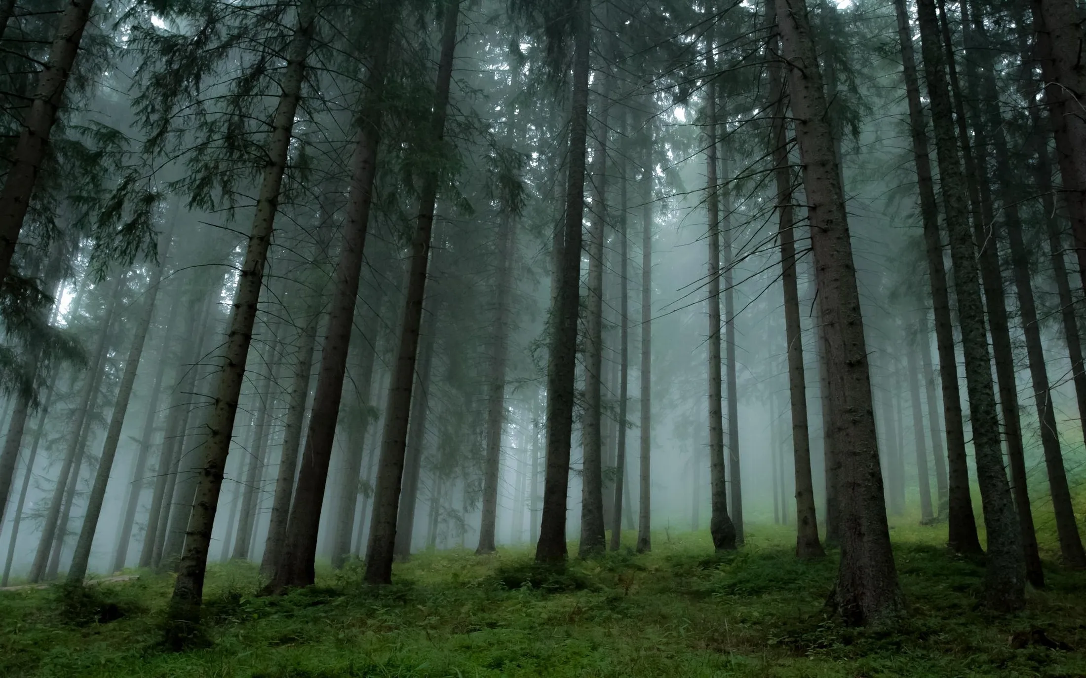 Exploring the society of trees