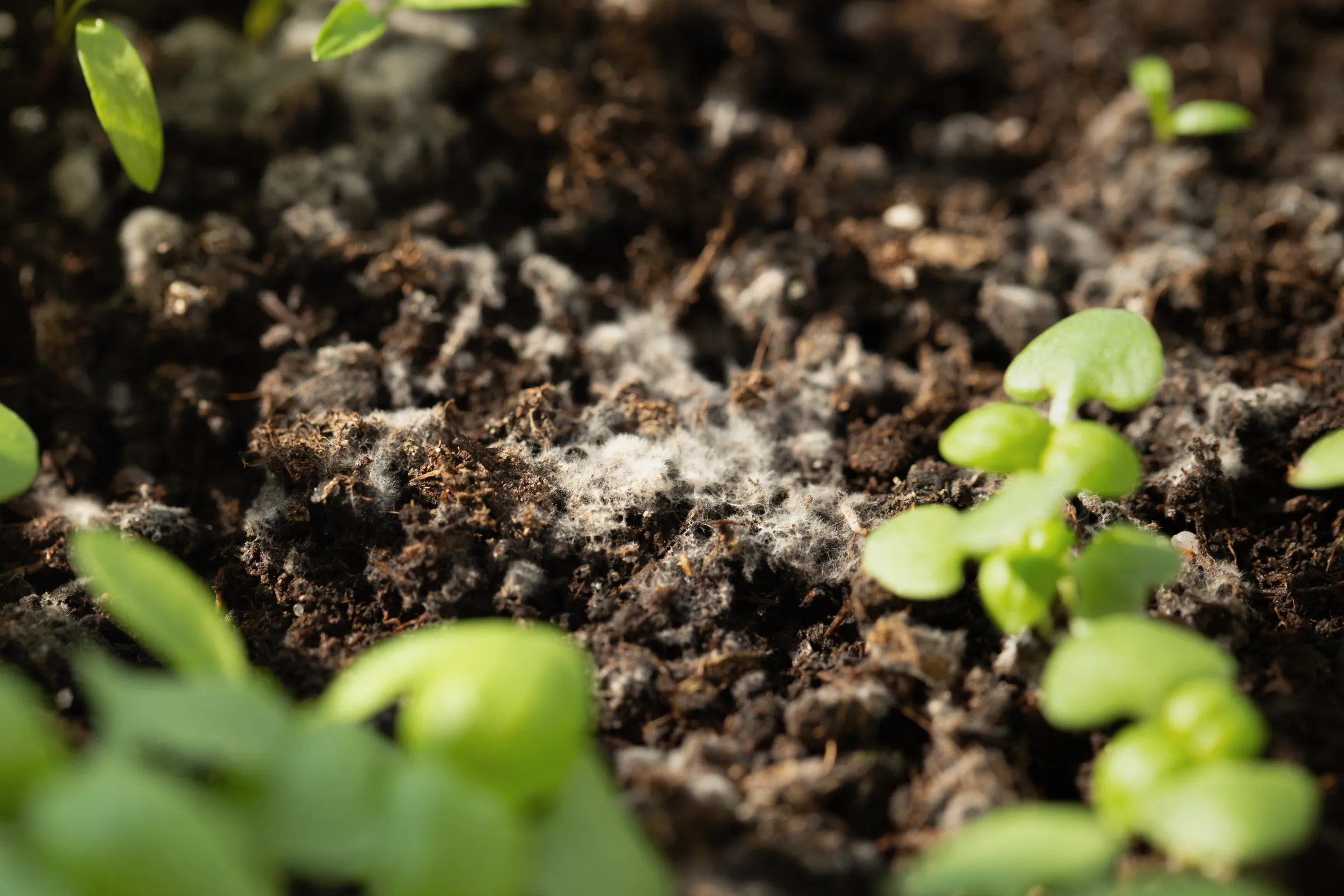 How cyborg soil reveals the secret microbial metropolis beneath our feet