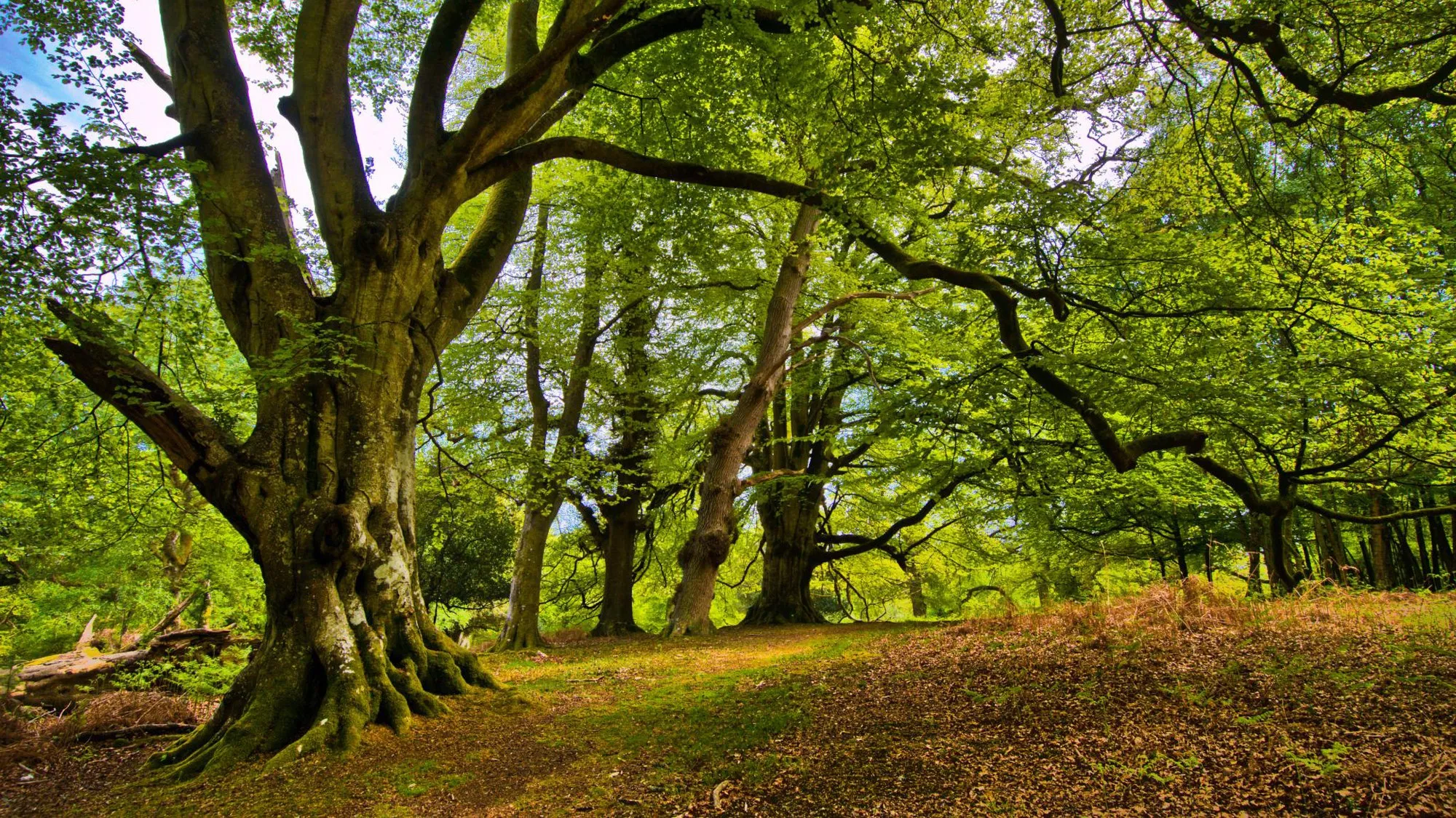 To save forests, researchers are hooking trees up to Twitter (again)