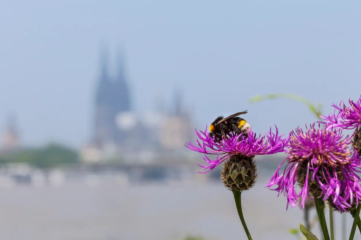 Why urban gardens are crucial for conserving bees and butterflies