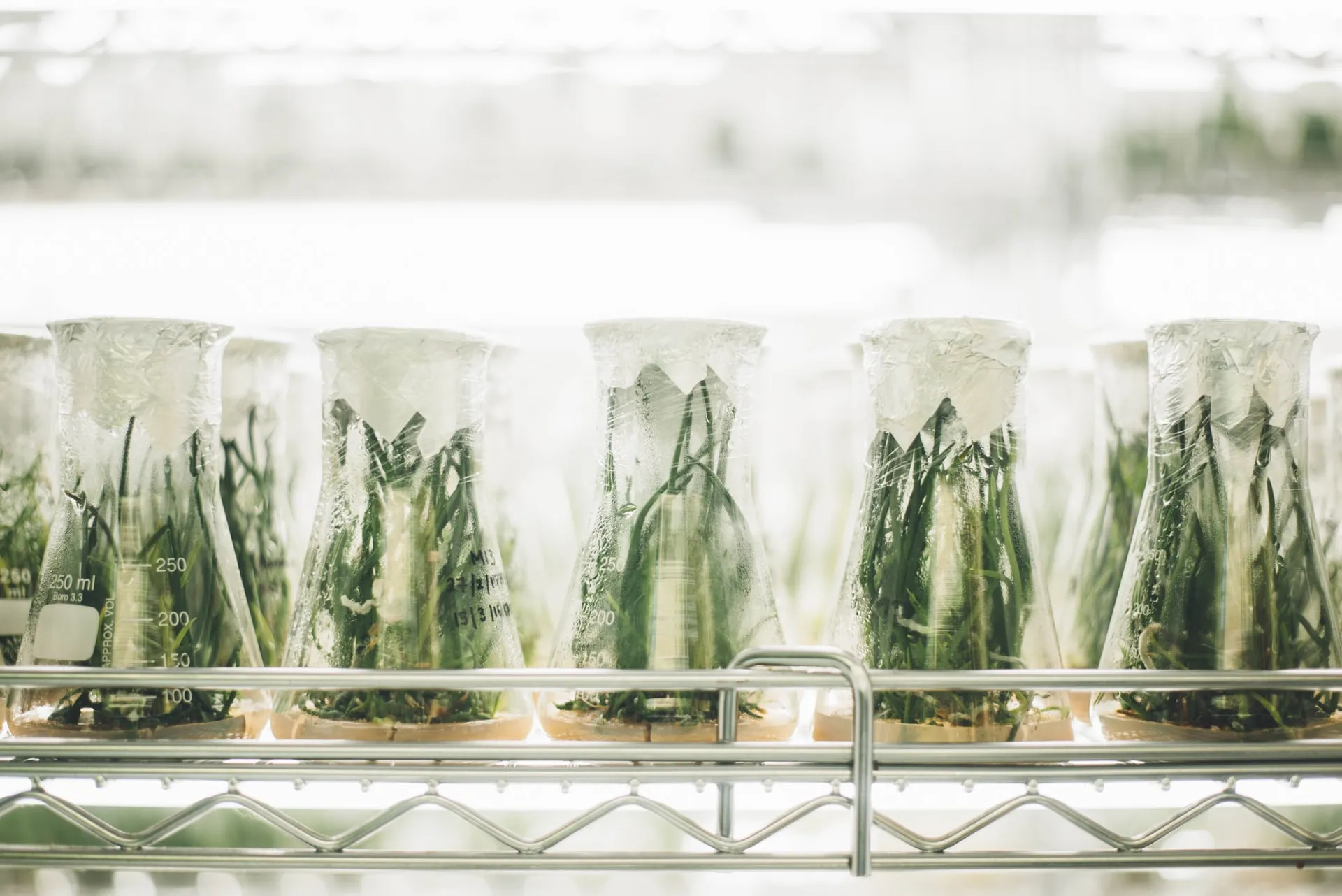 Meet a group of young plant scientists who share their belief in the potential of CRISPR