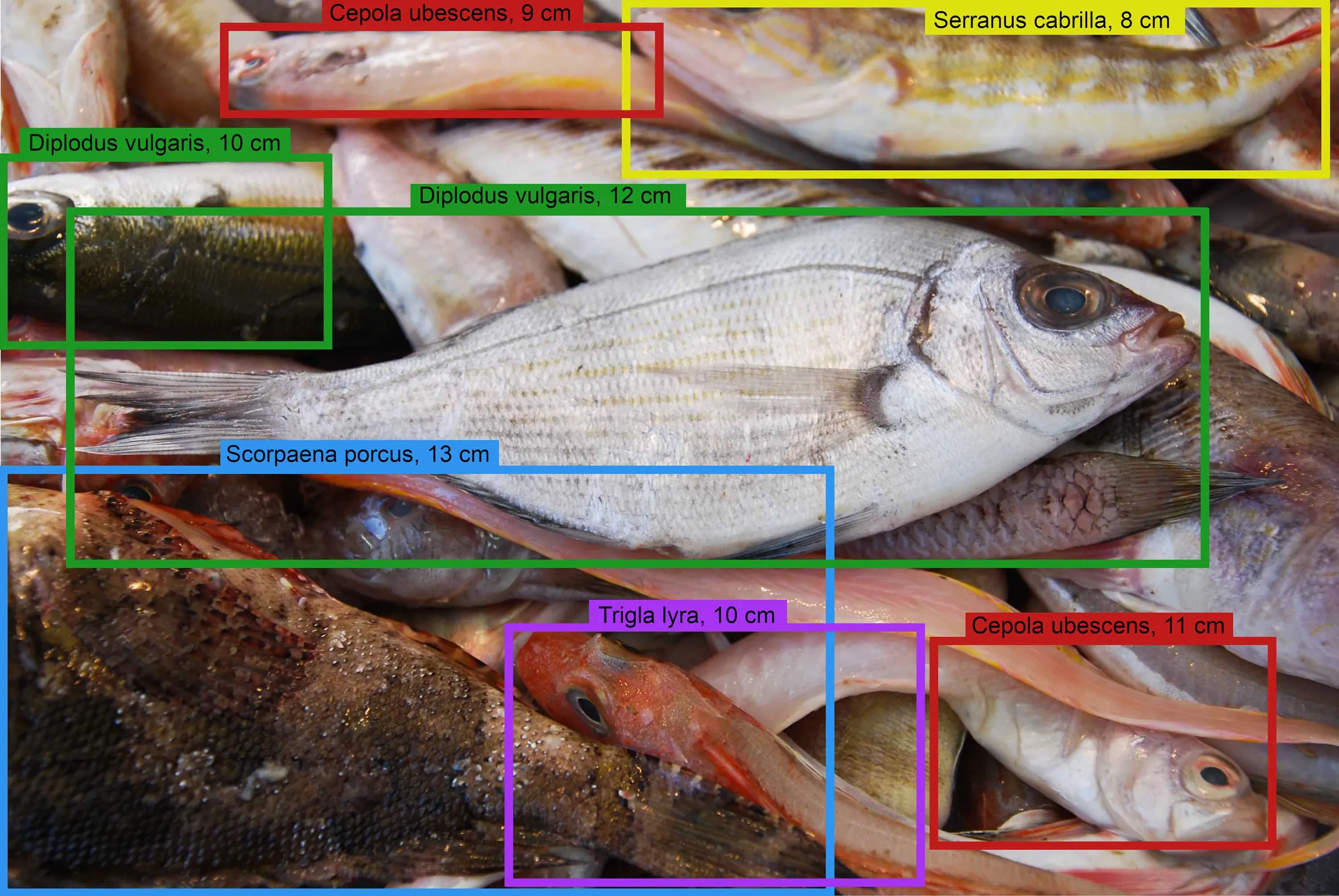 The information age is starting to transform fishing worldwide