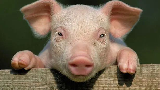 Organs from genetically engineered pigs may help shorten the transplant wait list