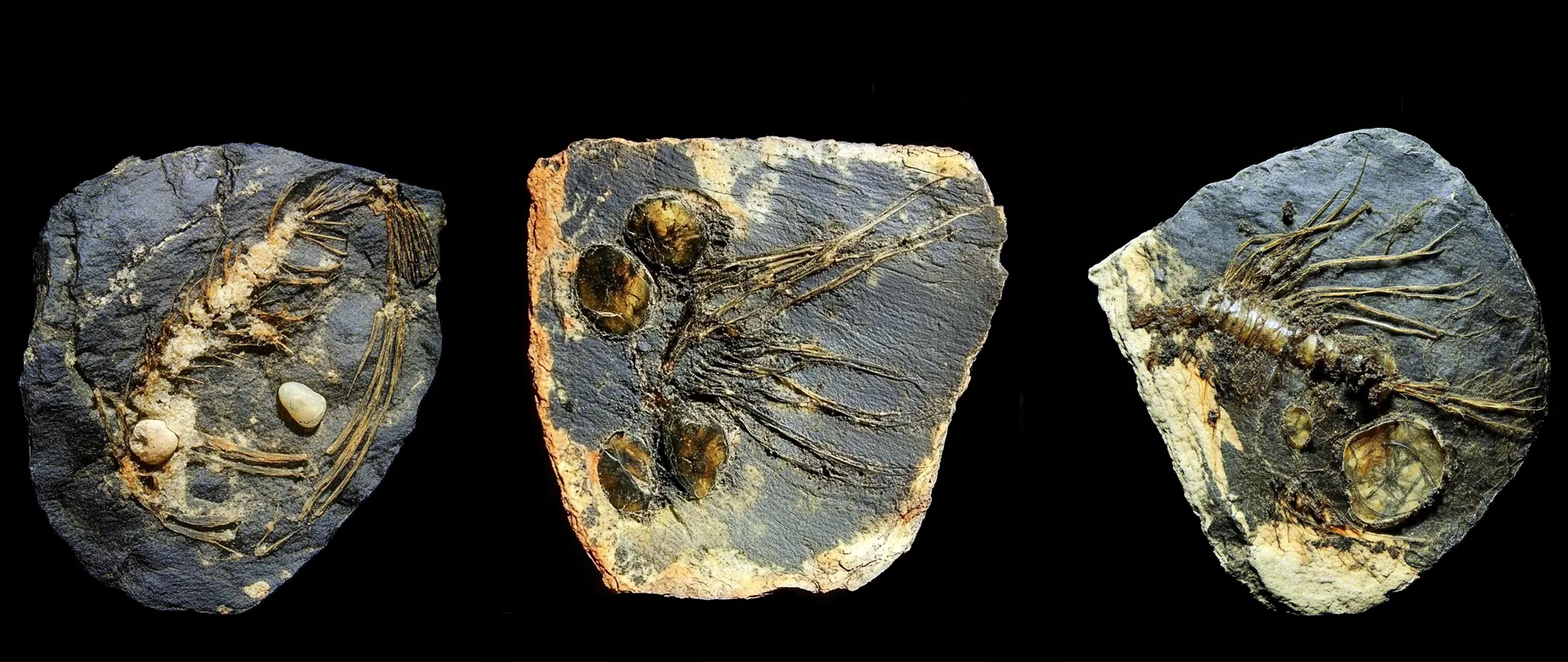 Fossielen van ons digitale leven