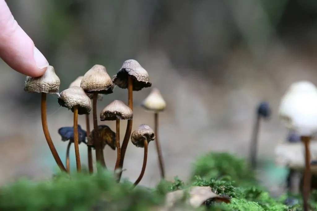 The secret of eternal life… in a magic mushroom?